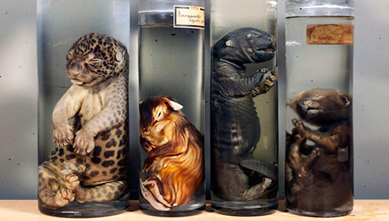 Unusual museums in Amsterdam Museum Vrolik