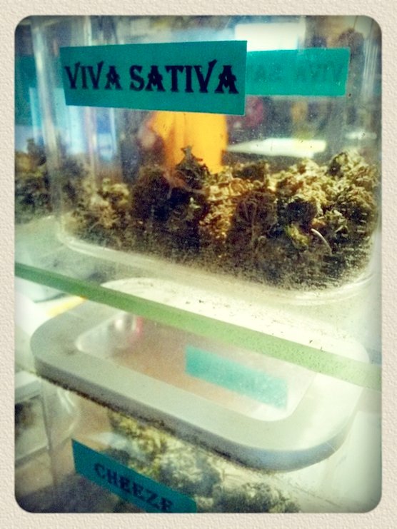 Weed Viva Sativa at coffeeshop Greenhouse Effect in Amsterdam