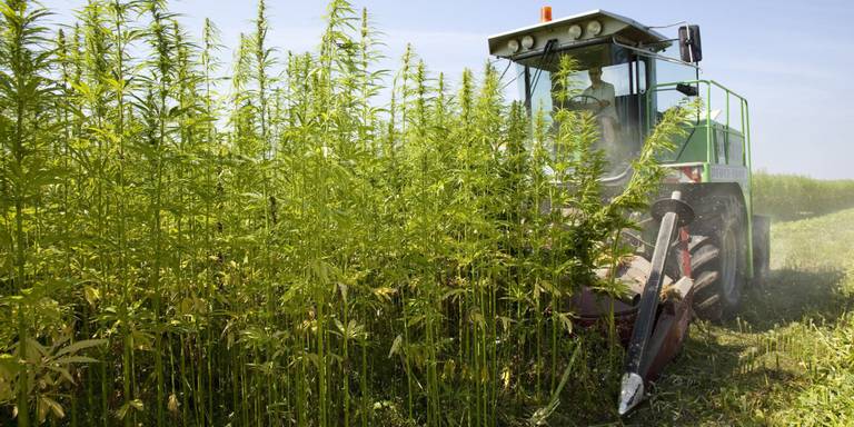 HempFlax