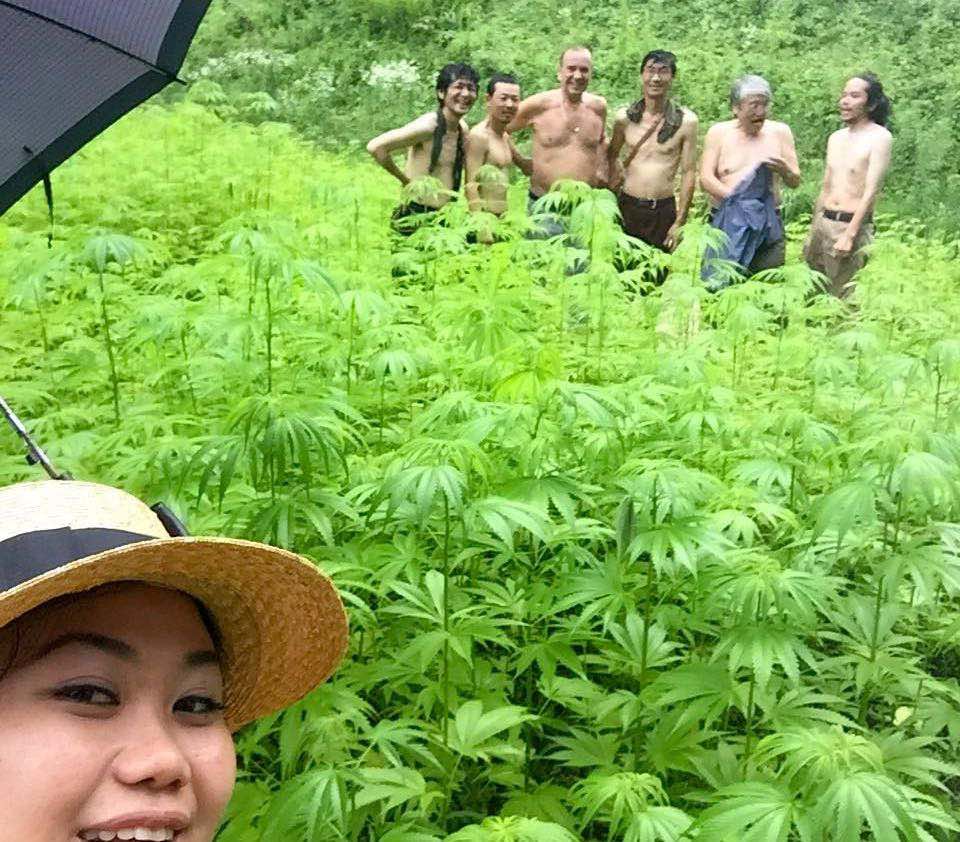 cannabis plants