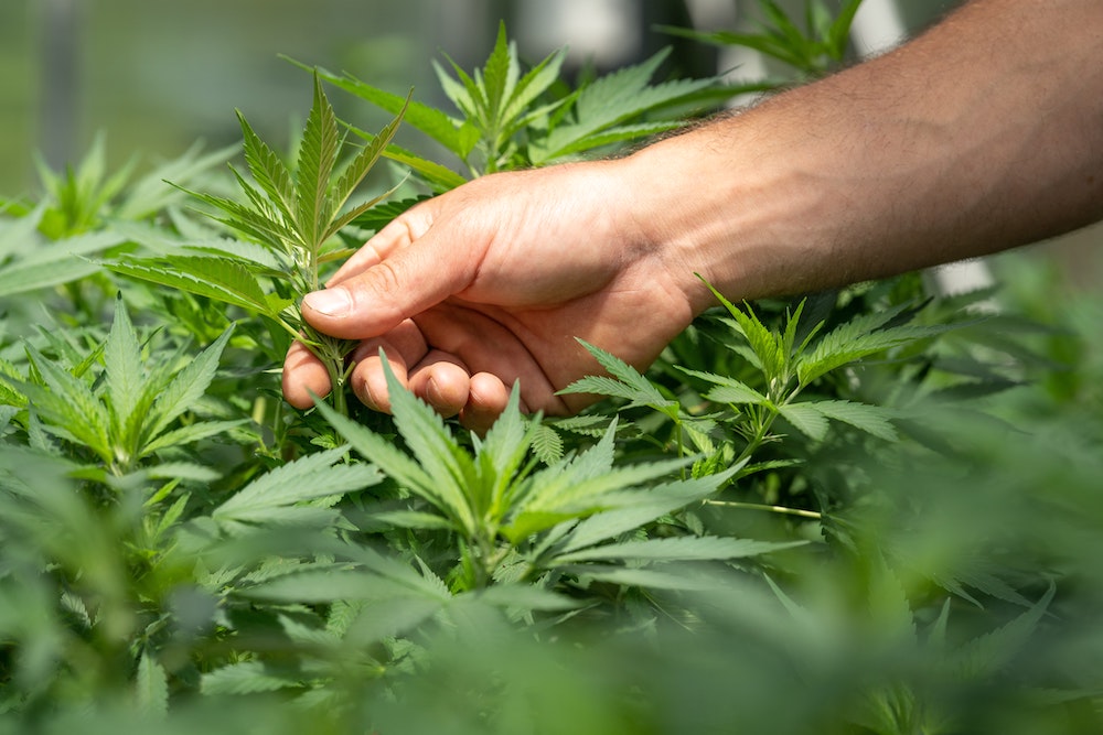cannabis plant