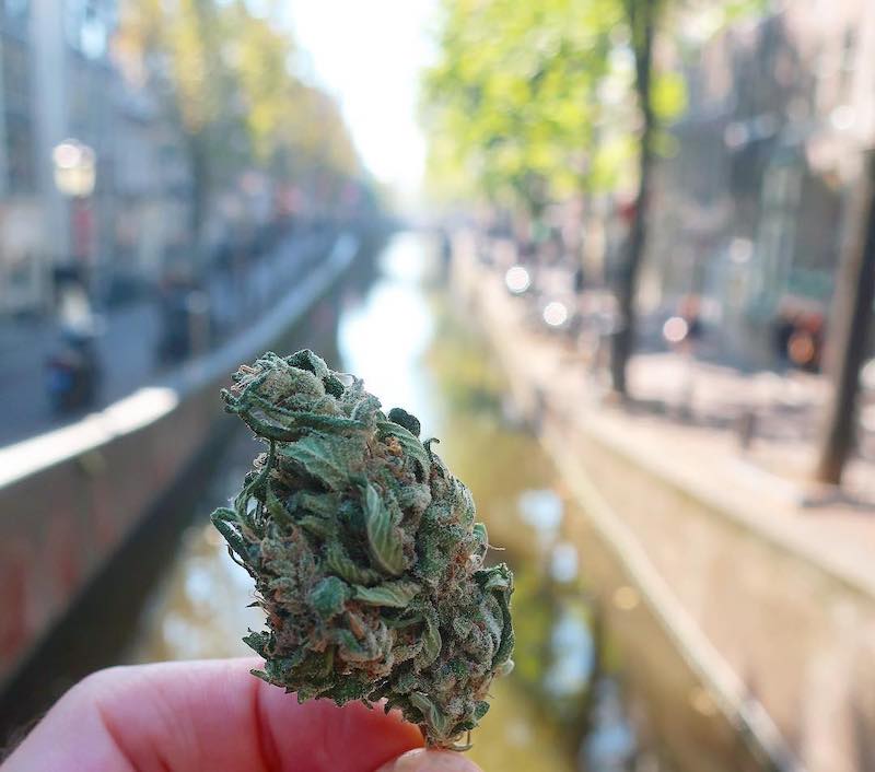 Drug use in the Netherlands weed THC