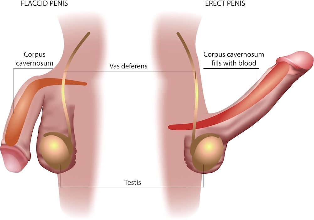 penis erection