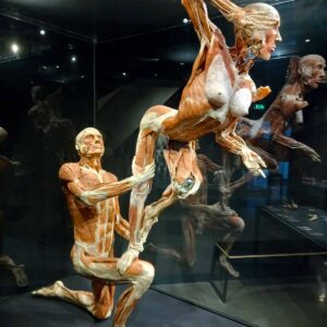 Body Worlds Amsterdam: Everything To Know in 2026